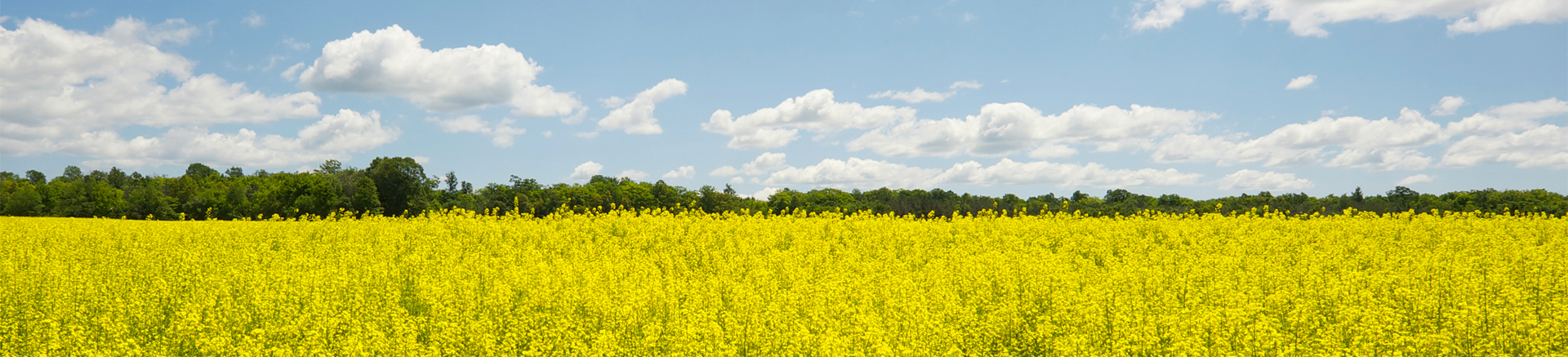 Pure olie voor natuurlijke weldaad